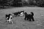 Hundebegegnungen