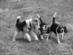 Hundebegegnungen2