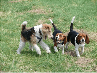 Der pubertierende Hund